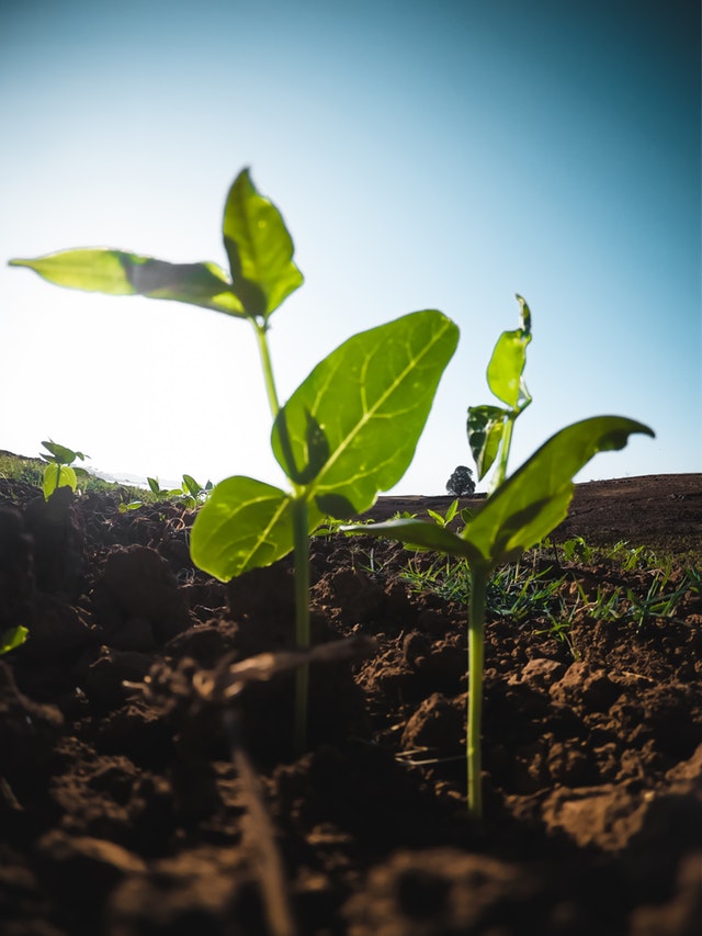 Togo/PNPER : la DOSI lance des centres de formation agricole et rurale