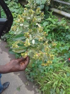 Le Pterocarpus erinaceus communément appelé « le faux teck »