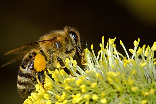 Les abeilles et la pollinisation : comment contribuent-elles à notre écosystème?