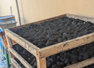 Charbon de bois contre charbon écologique
