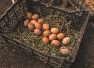 Grippe aviaire : les plateaux d’œufs, un risque sous-estimé